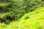 2014-07-05_Laengental-N-Hochweg (698). JPG